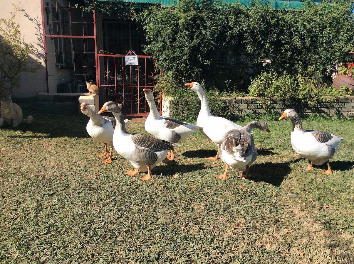 Petra'S Country Guesthouse Vryheid Esterno foto